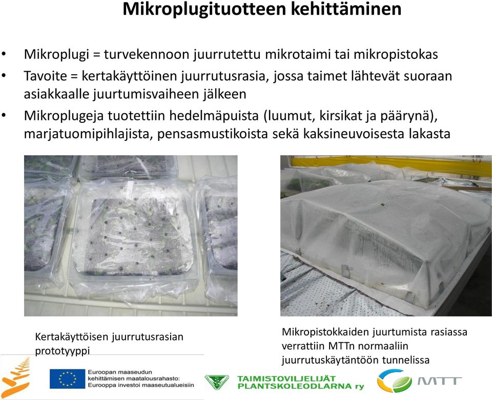 tuotettiin hedelmäpuista (luumut, kirsikat ja päärynä), marjatuomipihlajista, pensasmustikoista sekä kaksineuvoisesta