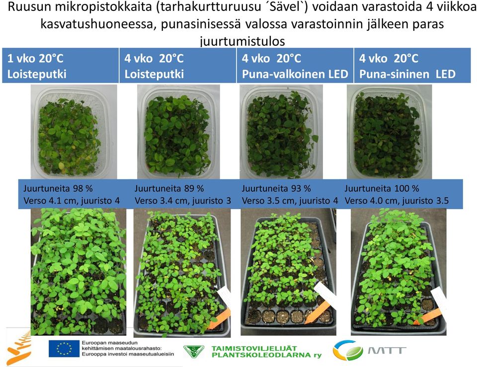 Loisteputki 4 vko 20 C Puna-valkoinen LED 4 vko 20 C Puna-sininen LED Juurtuneita 98 % Verso 4.