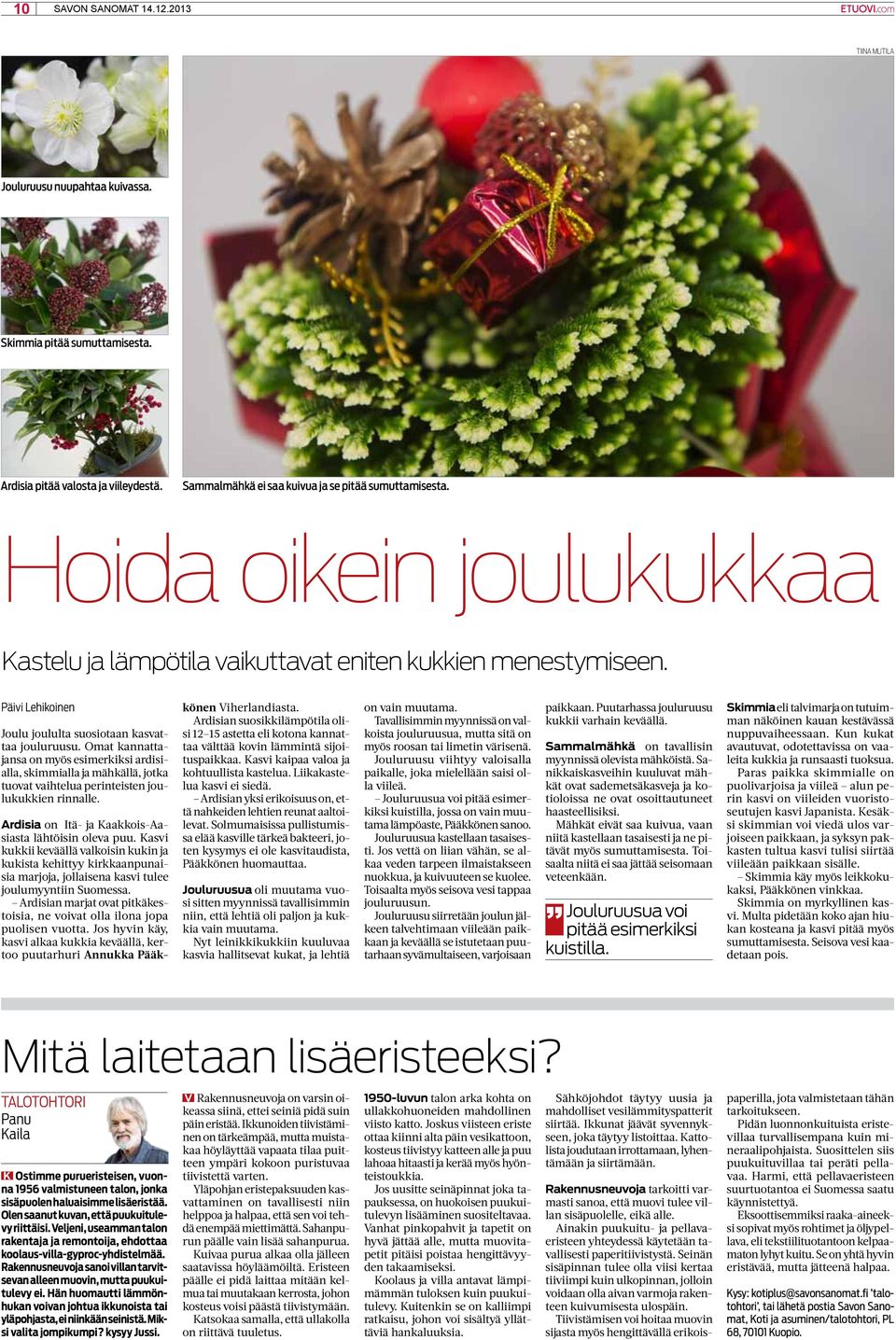 Omat kannattajansa on myös esimerkiksi ardisialla, skimmialla ja mähkällä, jotka tuovat vaihtelua perinteisten joulukukkien rinnalle. Ardisia on Itä- ja Kaakkois-Aasiasta lähtöisin oleva puu.