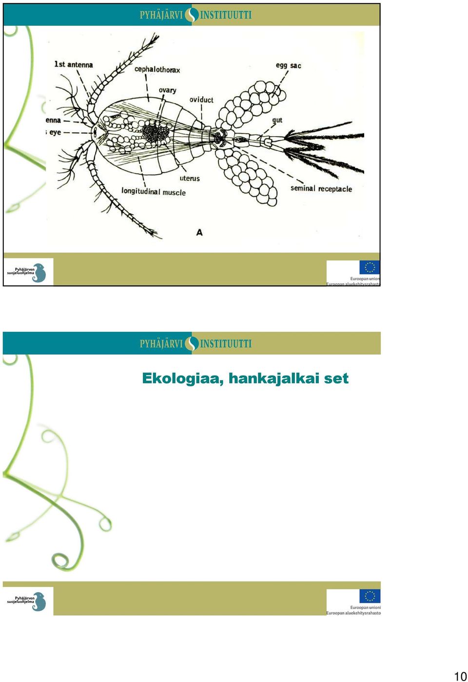 kuusi kehitysvaihetta Kuudes naupliustoukka = 1.