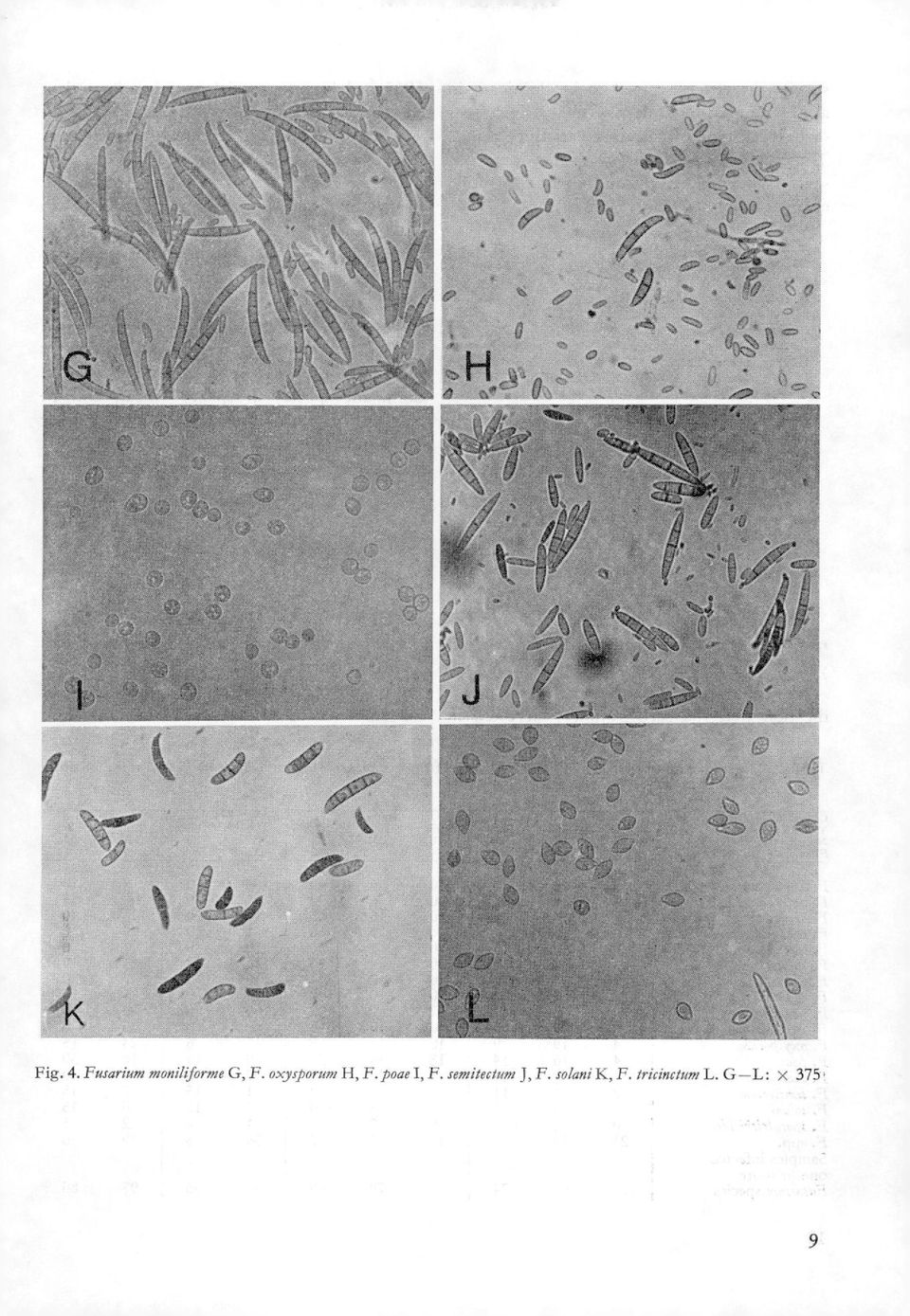 oxyporum H,F. poae I, F.