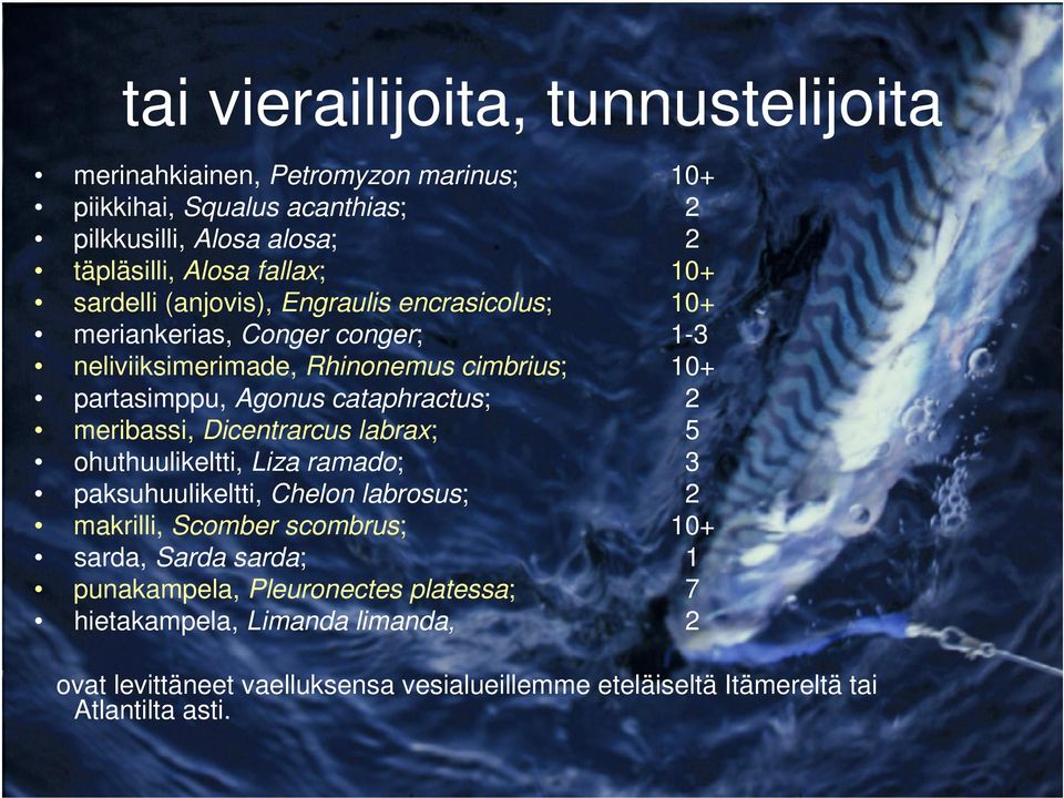 cataphractus; 2 meribassi, Dicentrarcus labrax; 5 ohuthuulikeltti, Liza ramado; 3 paksuhuulikeltti, Chelon labrosus; 2 makrilli, Scomber scombrus; 10+ sarda,