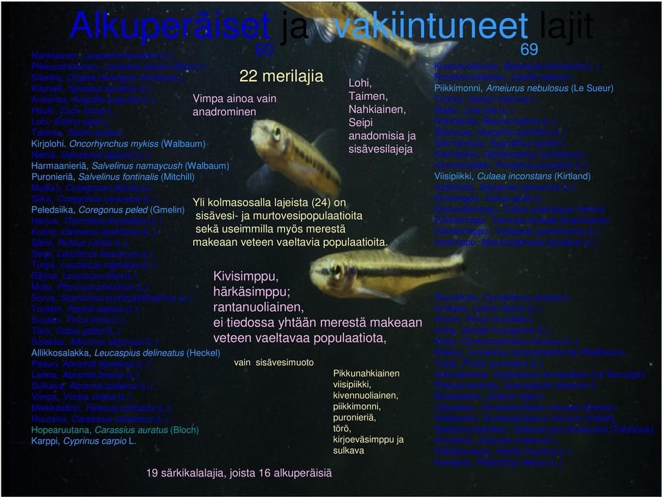 ) Harmaanieriä, Salvelinus namaycush (Walbaum) Puronieriä, Salvelinus fontinalis (Mitchill) Muikku, Coregonus albula (L.) Siika, Coregonus lavaretus (L.