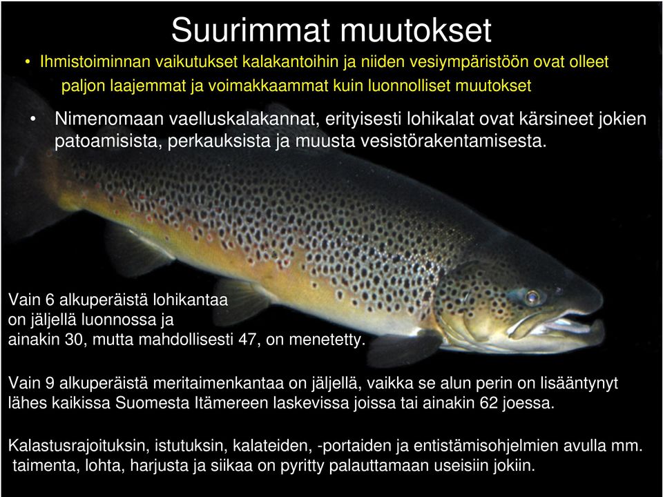 Vain 6 alkuperäistä lohikantaa on jäljellä luonnossa ja ainakin 30, mutta mahdollisesti 47, on menetetty.