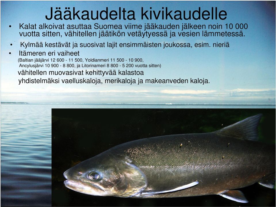 nieriä Itämeren eri vaiheet (Baltian jääjärvi 12 600-11 500, Yoldianmeri 11 500-10 900, Ancylusjärvi 10 900-8 800, ja