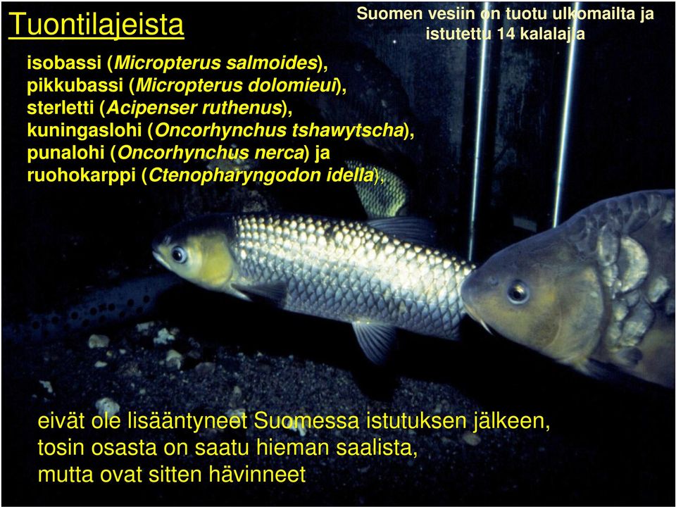 ruohokarppi (Ctenopharyngodon idella), Suomen vesiin on tuotu ulkomailta ja istutettu 14 kalalajia