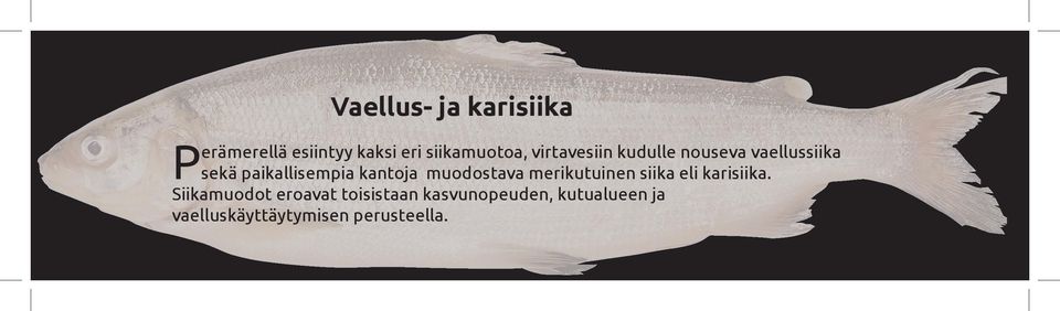 muodostava merikutuinen siika eli karisiika.