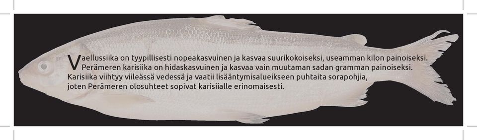 Perämeren karisiika on hidaskasvuinen ja kasvaa vain muutaman sadan gramman