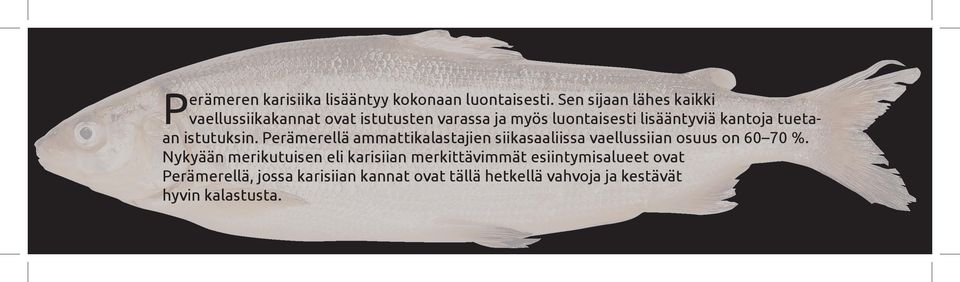 kantoja tuetaan istutuksin. Perämerellä ammattikalastajien siikasaaliissa vaellussiian osuus on 60 70 %.
