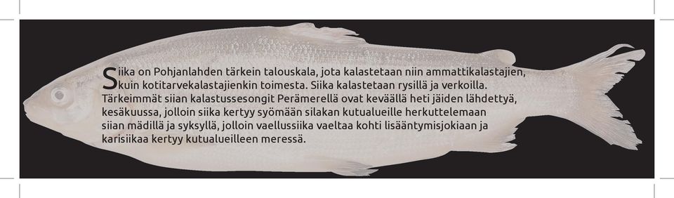 Tärkeimmät siian kalastussesongit Perämerellä ovat keväällä heti jäiden lähdettyä, kesäkuussa, jolloin siika