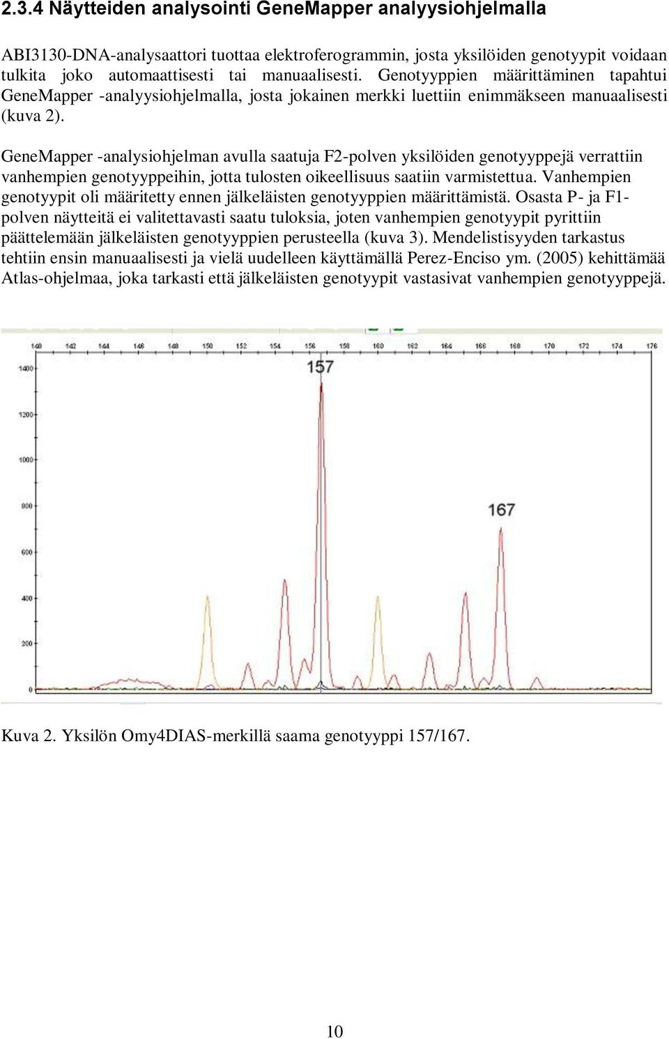 GeneMapper -analysiohjelman avulla saatuja F2-polven yksilöiden genotyyppejä verrattiin vanhempien genotyyppeihin, jotta tulosten oikeellisuus saatiin varmistettua.