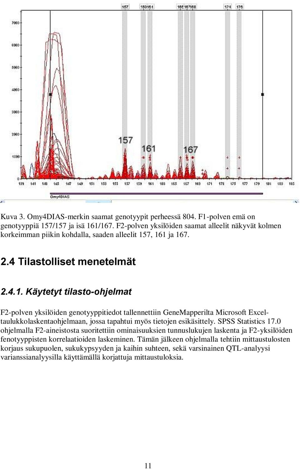 7, 161 ja 167. 2.4 Tilastolliset menetelmät 2.4.1. Käytetyt tilasto-ohjelmat F2-polven yksilöiden genotyyppitiedot tallennettiin GeneMapperilta Microsoft Exceltaulukkolaskentaohjelmaan, jossa tapahtui myös tietojen esikäsittely.