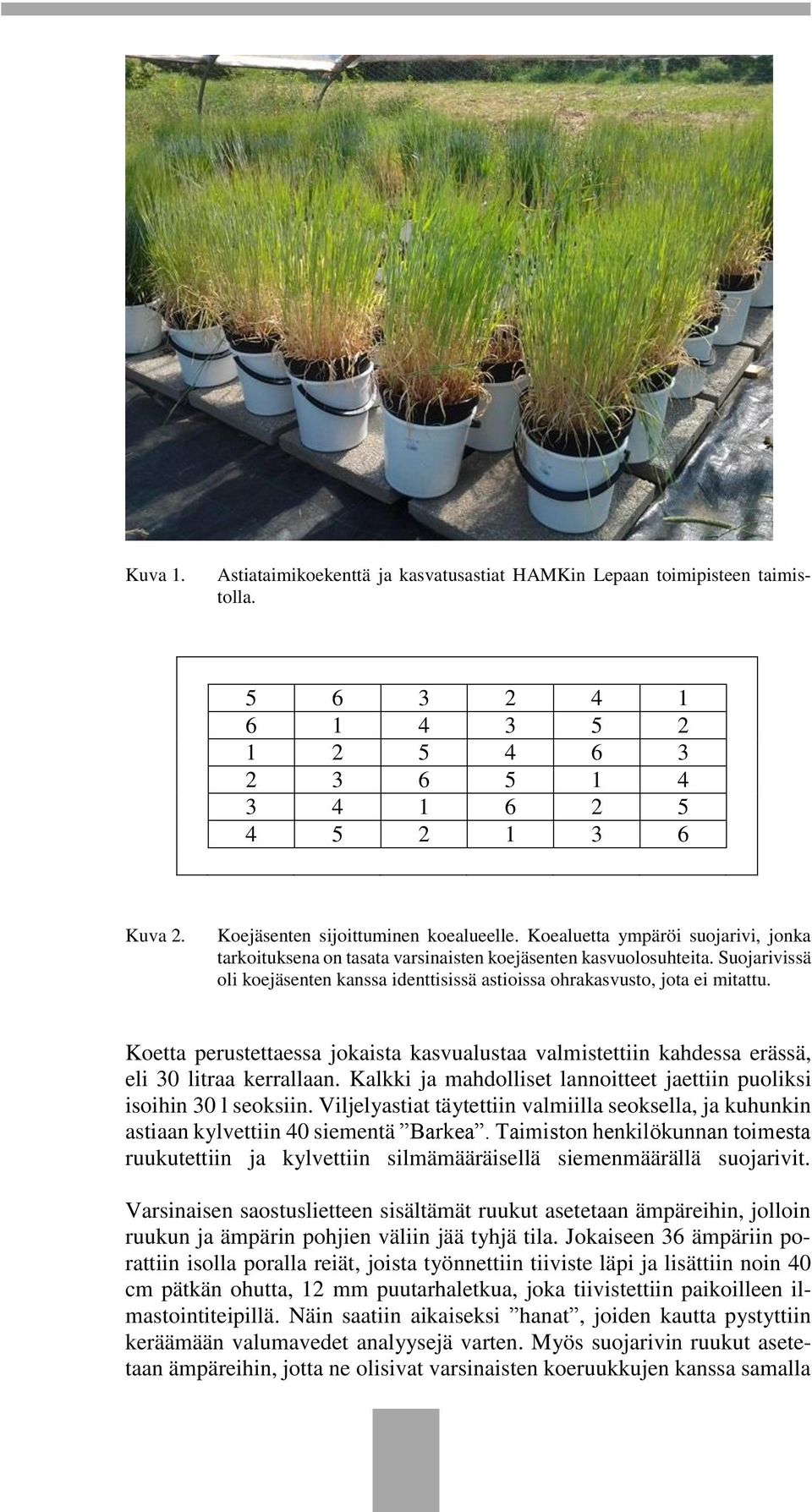 Suojarivissä oli koejäsenten kanssa identtisissä astioissa ohrakasvusto, jota ei mitattu. Koetta perustettaessa jokaista kasvualustaa valmistettiin kahdessa erässä, eli 30 litraa kerrallaan.