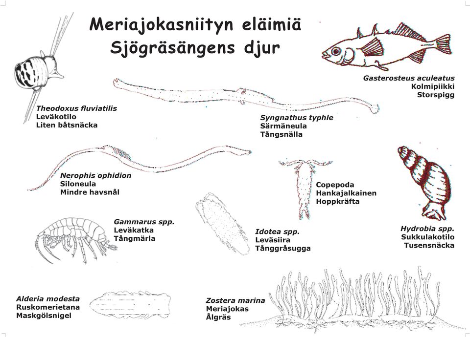 Copepoda Hankajalkainen Hoppkräfta Gammarus spp. Leväkatka Tångmärla Idotea spp.
