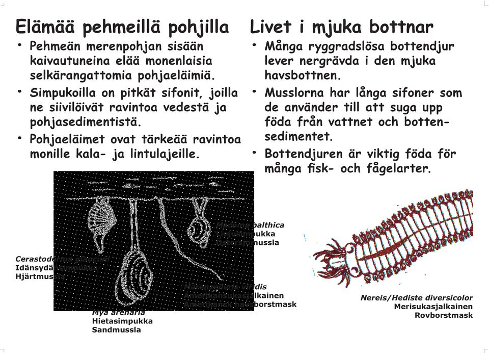 Livet i mjuka bottnar Många ryggradslösa bottendjur lever nergrävda i den mjuka havsbottnen. Musslorna har långa sifoner som de använder till att suga upp föda från vattnet och bottensedimentet.