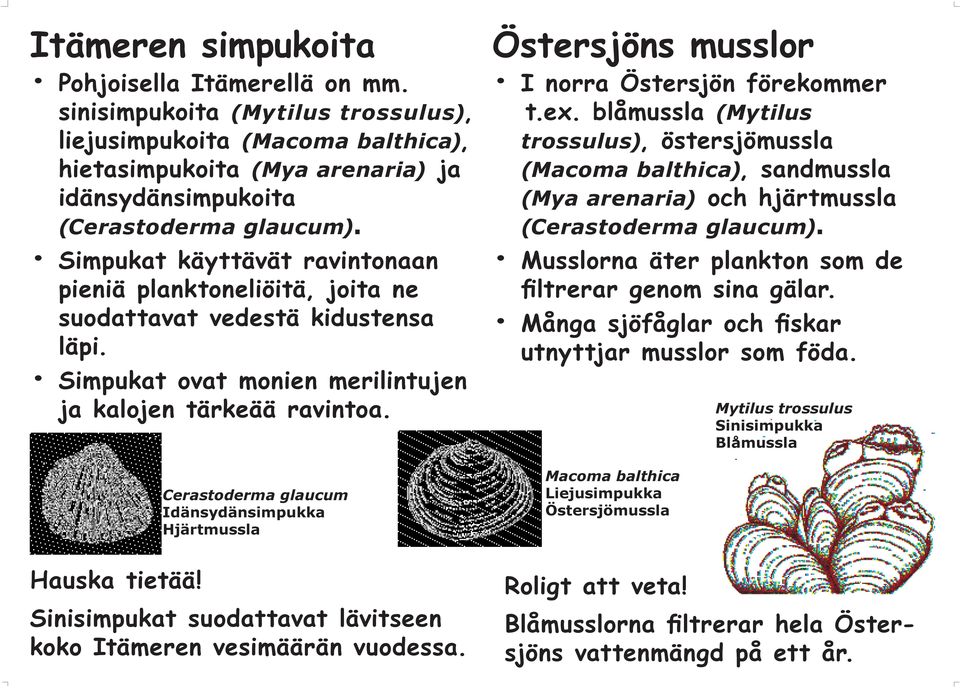 Cerastoderma glaucum Idänsydänsimpukka Hjärtmussla Östersjöns musslor I norra Östersjön förekommer t.ex.