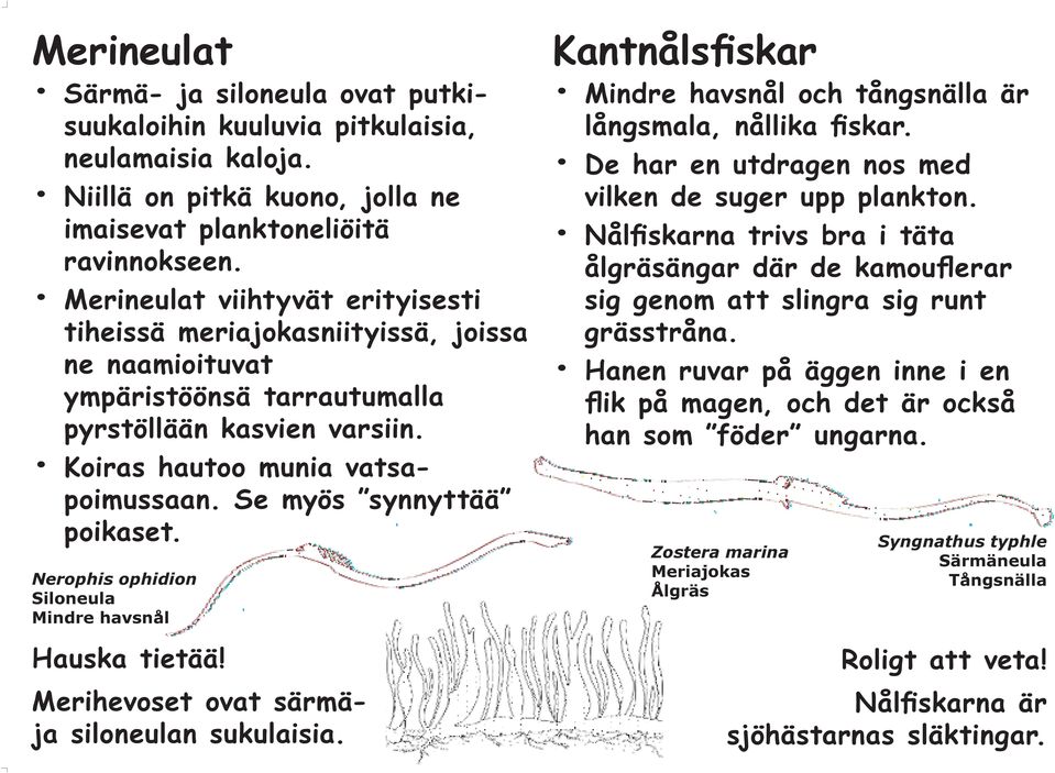 Se myös synnyttää poikaset. Nerophis ophidion Siloneula Mindre havsnål Hauska tietää! Merihevoset ovat särmäja siloneulan sukulaisia.