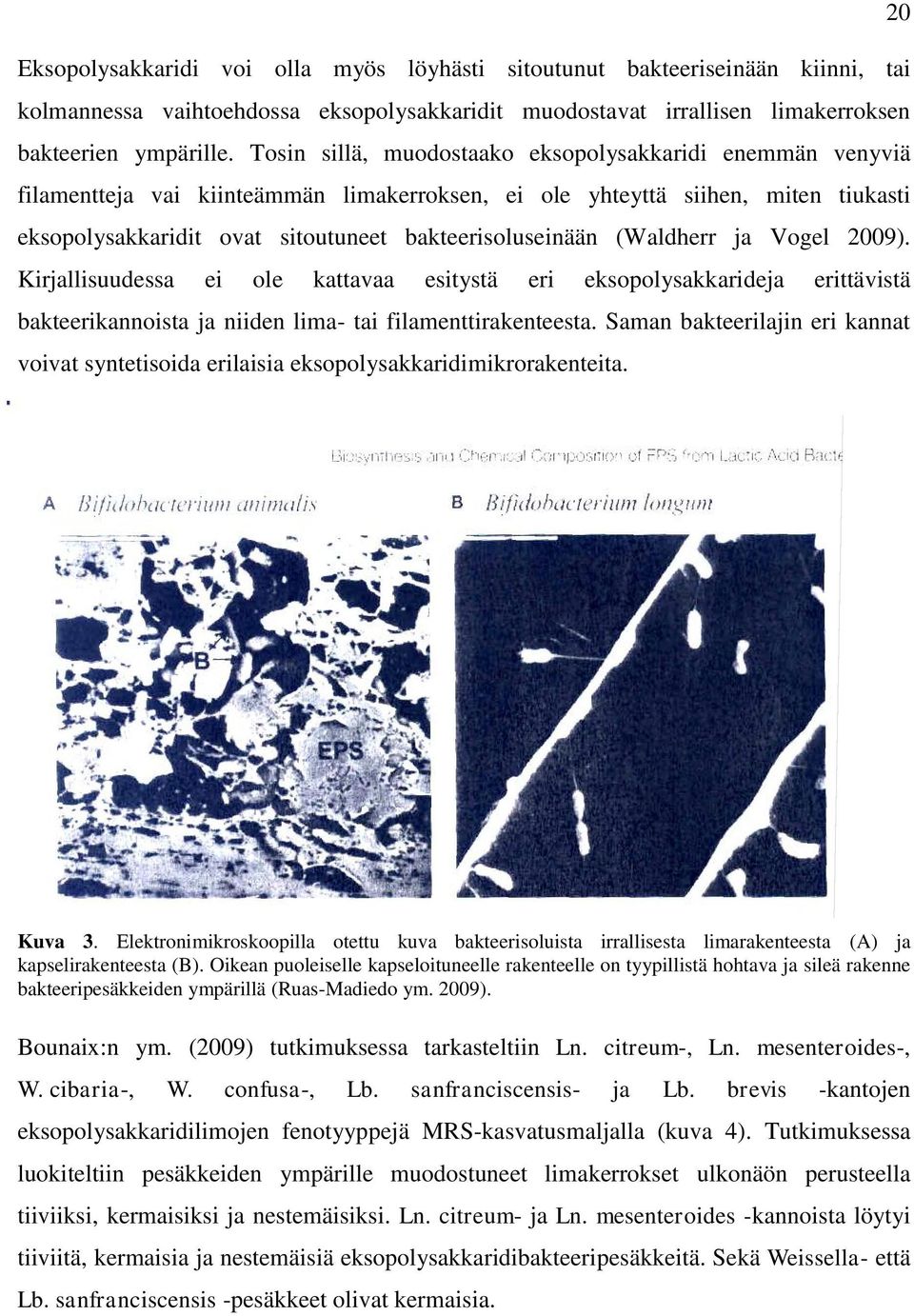 (Waldherr ja Vogel 2009). Kirjallisuudessa ei ole kattavaa esitystä eri eksopolysakkarideja erittävistä bakteerikannoista ja niiden lima- tai filamenttirakenteesta.