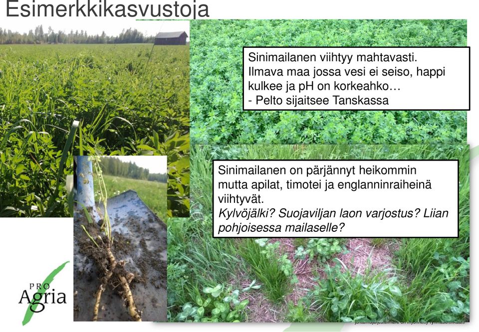 sijaitsee Tanskassa Sinimailanen on pärjännyt heikommin mutta apilat,