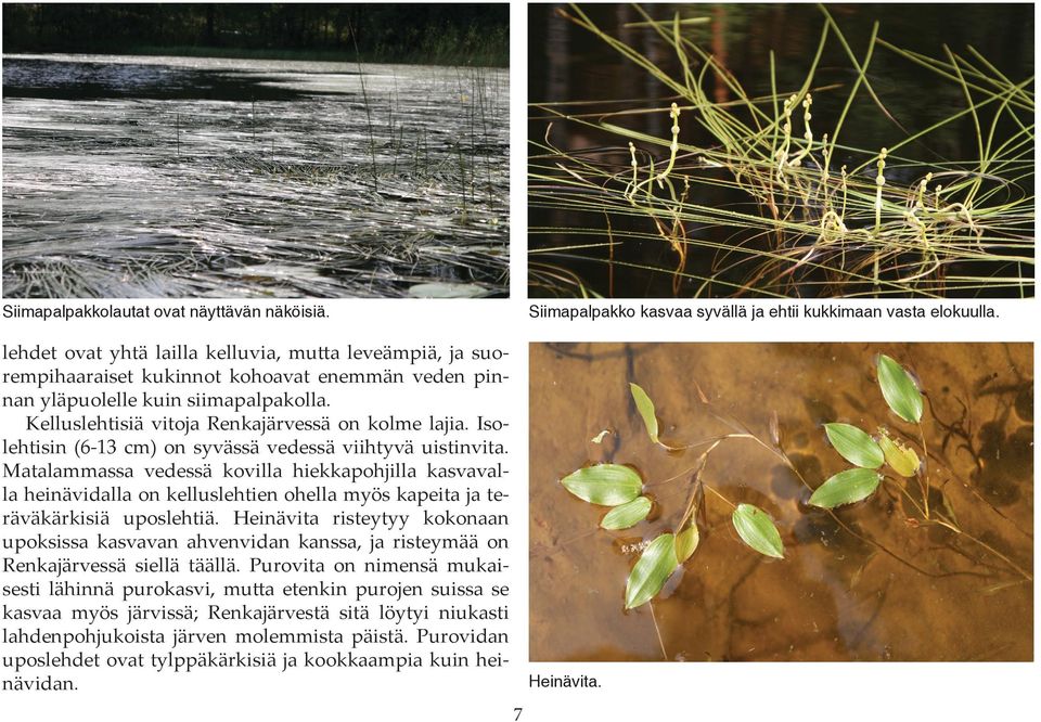 Isolehtisin (6-13 cm) on syvässä vedessä viihtyvä uistinvita. Matalammassa vedessä kovilla hiekkapohjilla kasvavalla heinävidalla on kelluslehtien ohella myös kapeita ja teräväkärkisiä uposlehtiä.