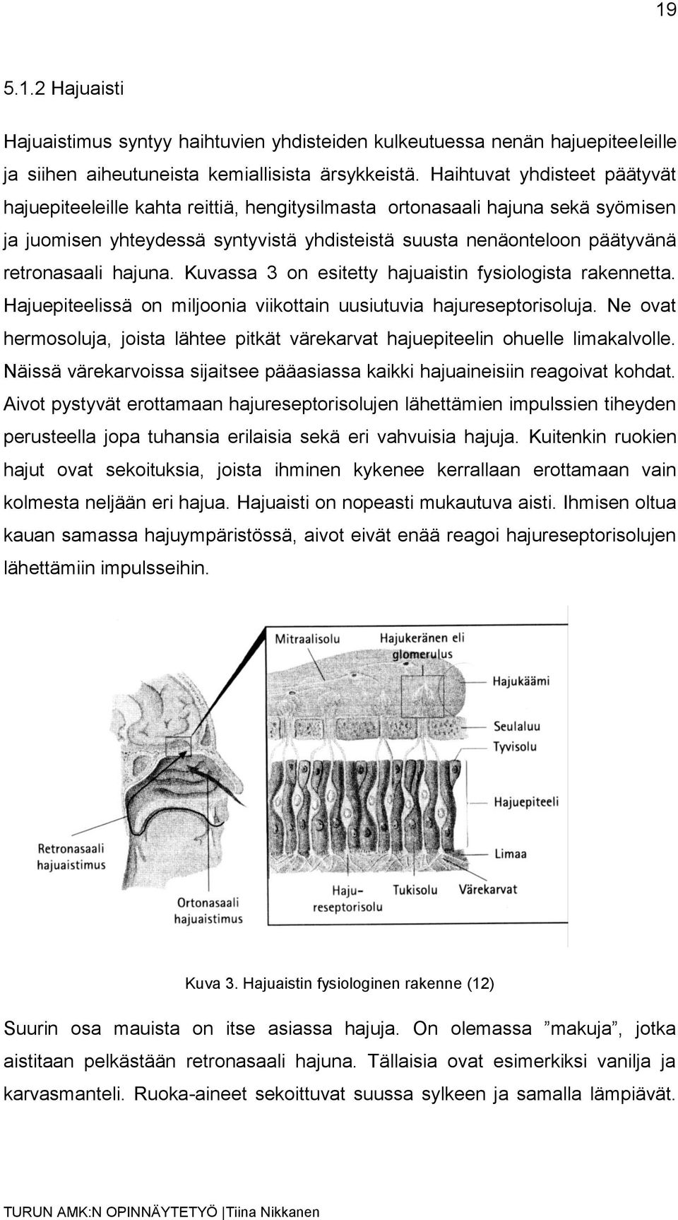 hajuna. Kuvassa 3 on esitetty hajuaistin fysiologista rakennetta. Hajuepiteelissä on miljoonia viikottain uusiutuvia hajureseptorisoluja.