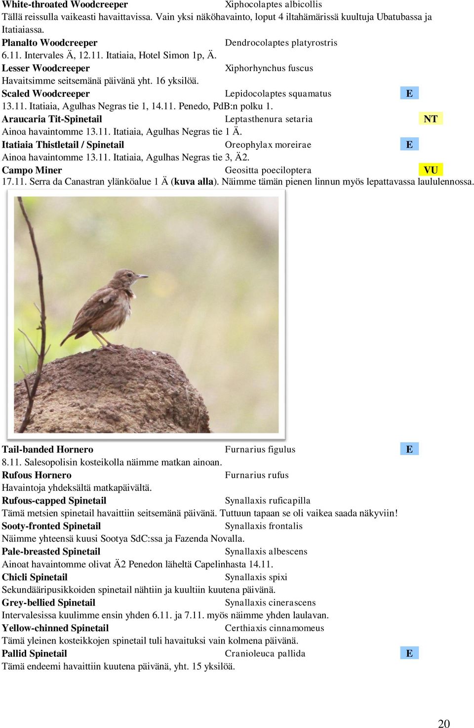 Scaled Woodcreeper Lepidocolaptes squamatus E 13.11. Itatiaia, Agulhas Negras tie 1, 14.11. Penedo, PdB:n polku 1. Araucaria Tit-Spinetail Leptasthenura setaria NT Ainoa havaintomme 13.11. Itatiaia, Agulhas Negras tie 1 Ä.