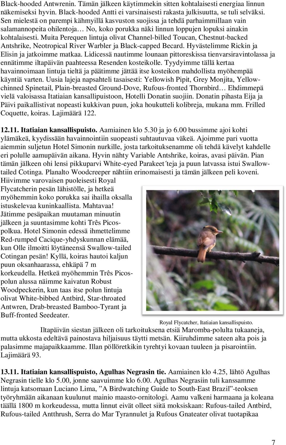 Muita Perequen lintuja olivat Channel-billed Toucan, Chestnut-backed Antshrike, Neotropical River Warbler ja Black-capped Becard. Hyvästelimme Rickin ja Elisin ja jatkoimme matkaa.