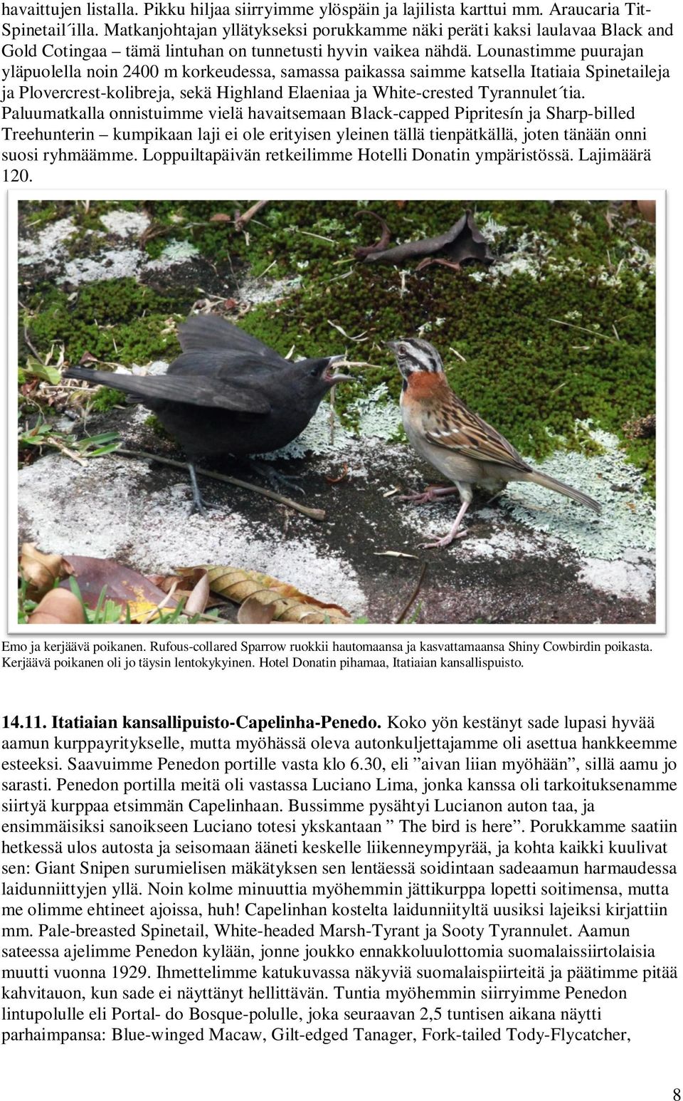 Lounastimme puurajan yläpuolella noin 2400 m korkeudessa, samassa paikassa saimme katsella Itatiaia Spinetaileja ja Plovercrest-kolibreja, sekä Highland Elaeniaa ja White-crested Tyrannulet tia.