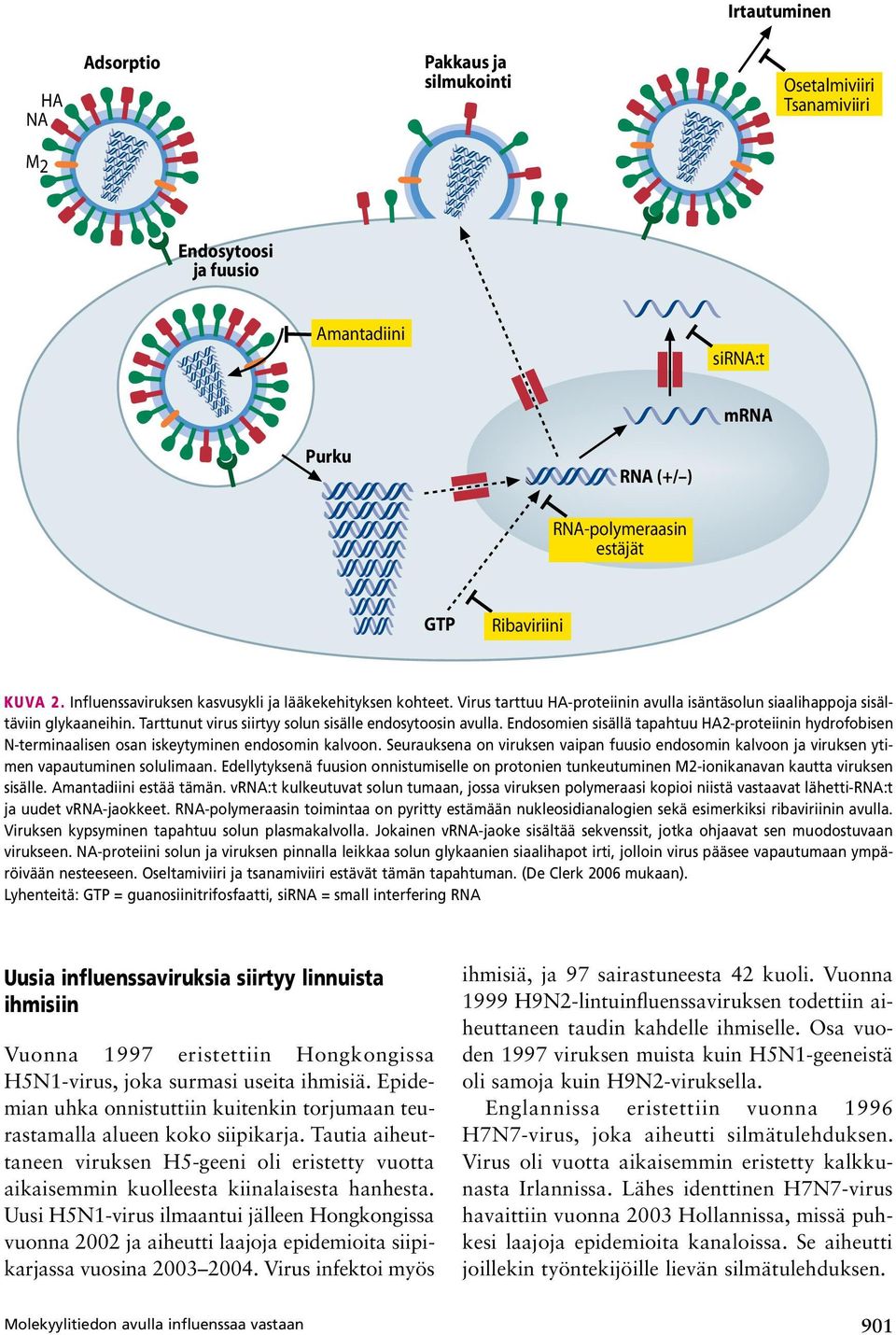 Endosomien sisällä tapahtuu proteiinin hydrofobisen N terminaalisen osan iskeytyminen endosomin kalvoon.