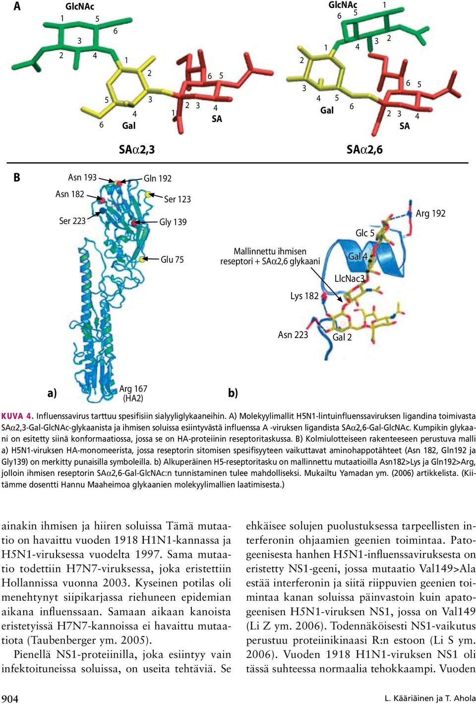 A) Molekyylimallit H5N1 lintuinfluenssaviruksen ligandina toimivasta SAa,-Gal-Glcc glykaanista ja ihmisen soluissa esiintyvästä influenssa A viruksen ligandista SAa,6-Gal-Glcc.