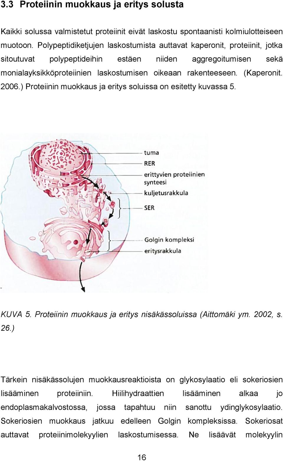 (Kaperonit. 2006.) Proteiinin muokkaus ja eritys soluissa on esitetty kuvassa 5. KUVA 5. Proteiinin muokkaus ja eritys nisäkässoluissa (Aittomäki ym. 2002, s. 26.