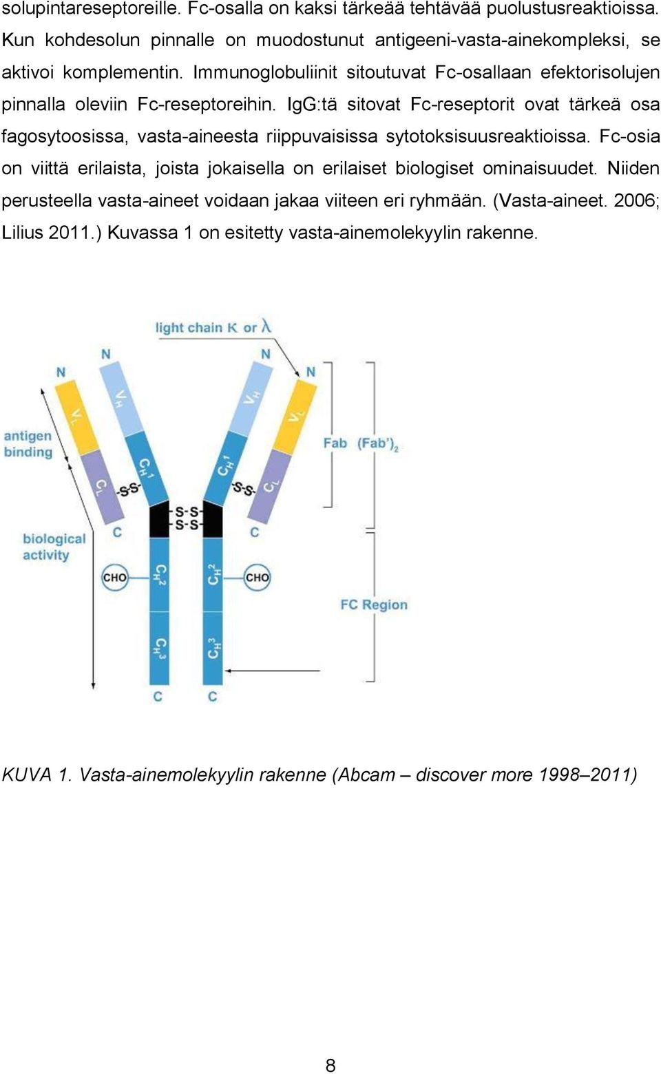 Immunoglobuliinit sitoutuvat Fc-osallaan efektorisolujen pinnalla oleviin Fc-reseptoreihin.