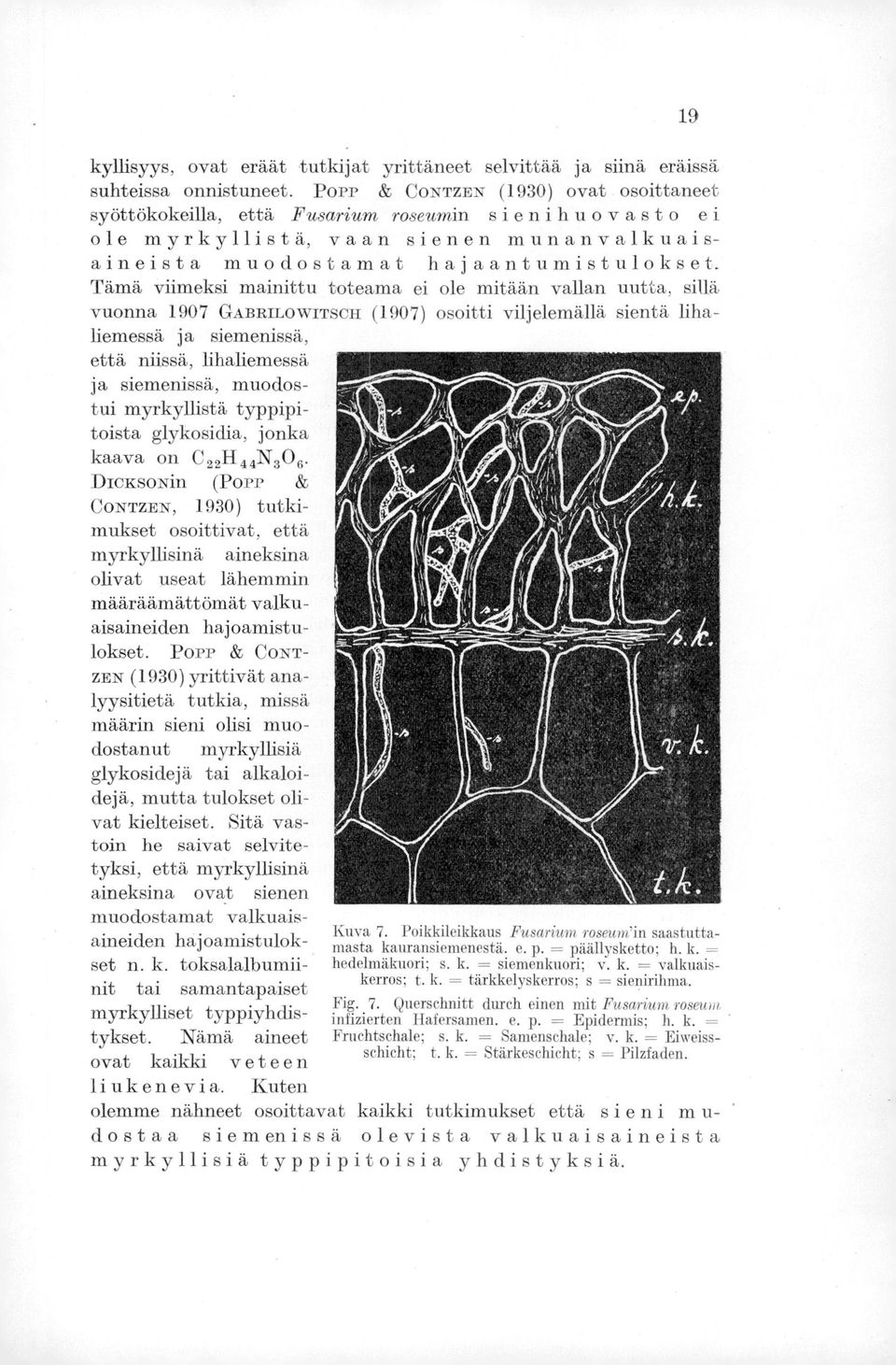 Tämä viimeksi mainittu toteama ei ole mitään vallan uutta, sillä vuonna 1907 GABRILOWITSCH (1907) osoitti viljelemällä sientä lihaliemessä ja siemenissä, että niissä, lihaliemessä ja siemenissä,