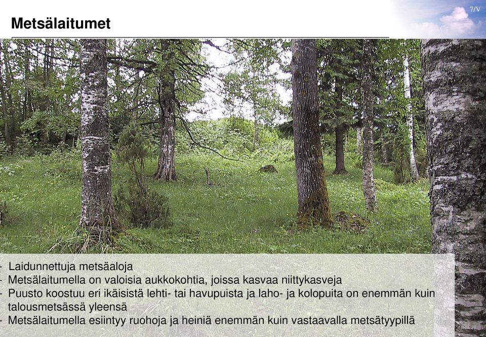 tai havupuista ja laho- ja kolopuita on enemmän kuin talousmetsässä yleensä