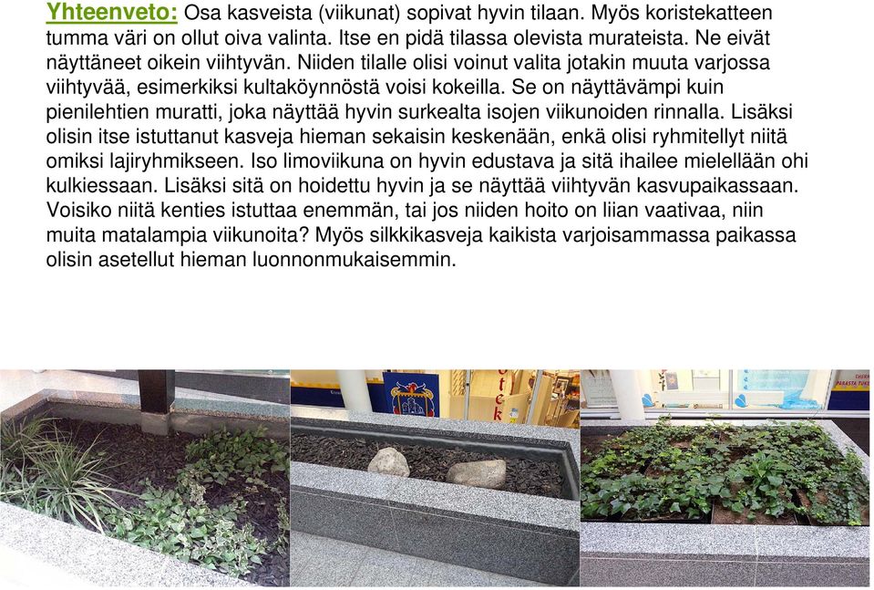 Se on näyttävämpi kuin pienilehtien muratti, joka näyttää hyvin surkealta isojen viikunoiden rinnalla.