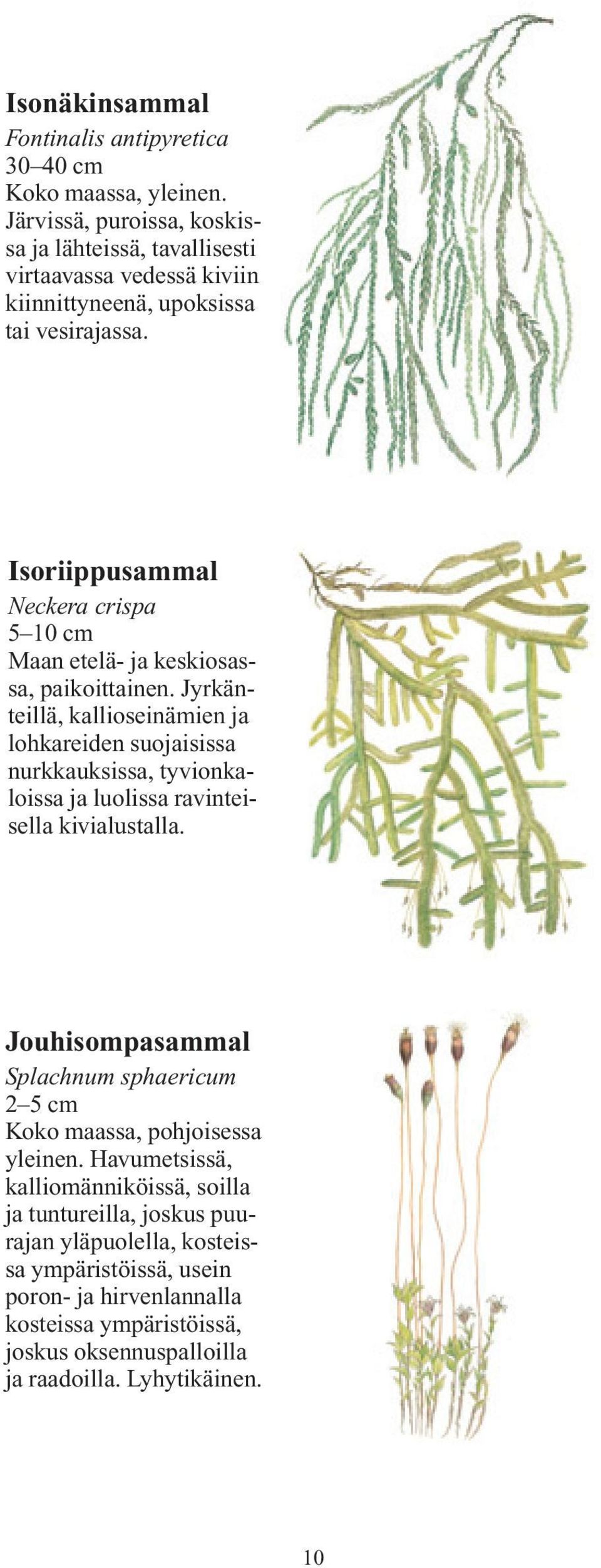 Jyrkänteillä, kallioseinämien ja lohkareiden suojaisissa nurkkauksissa, tyvionkaloissa ja luolissa ravinteisella kivialustalla.