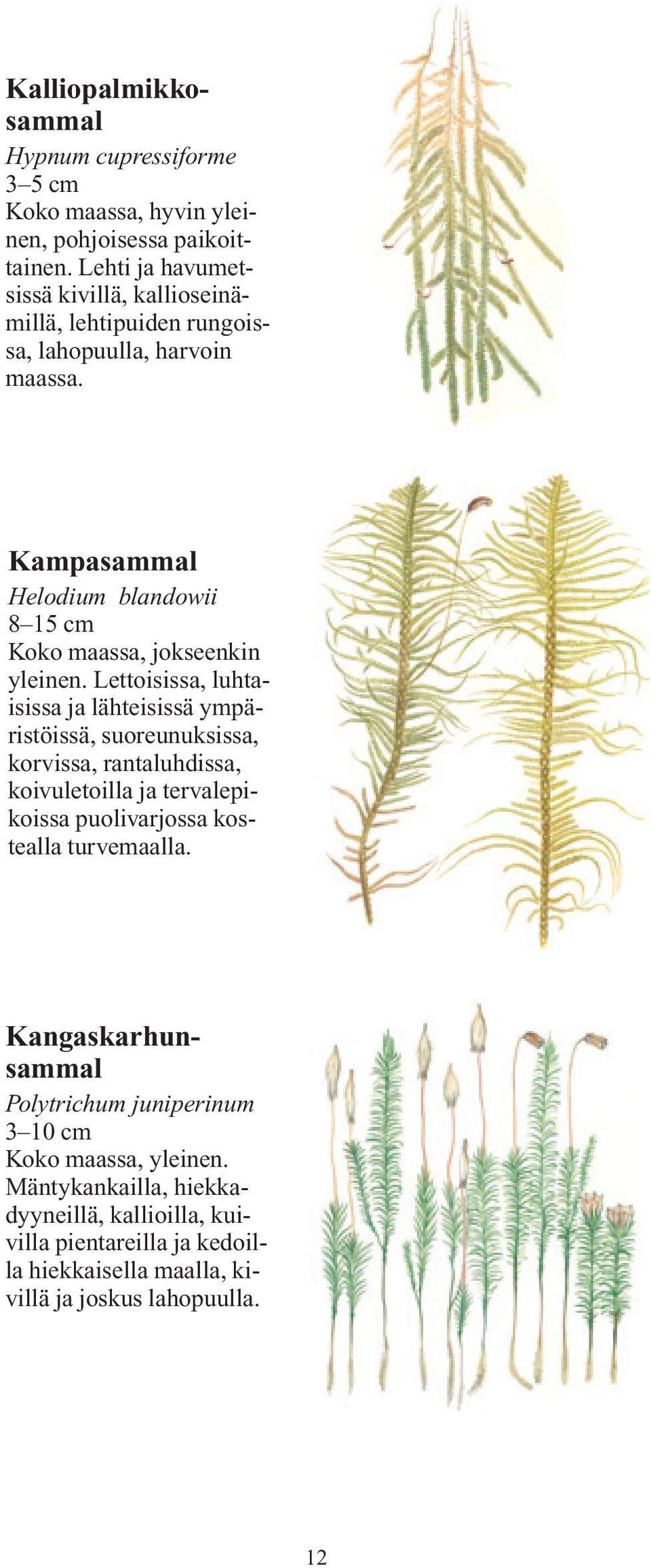 Kampasammal Helodium blandowii 8 15 cm Koko maassa, jokseenkin yleinen.