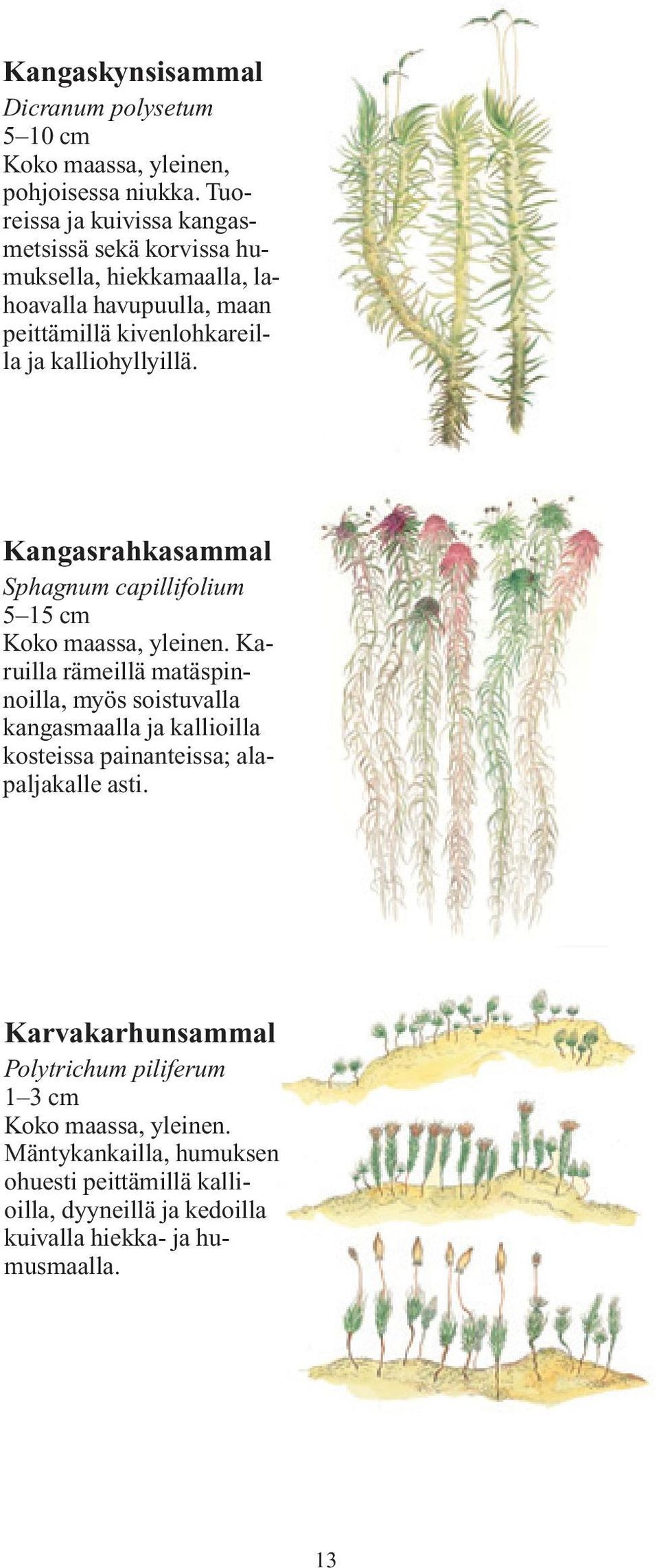 kalliohyllyillä.