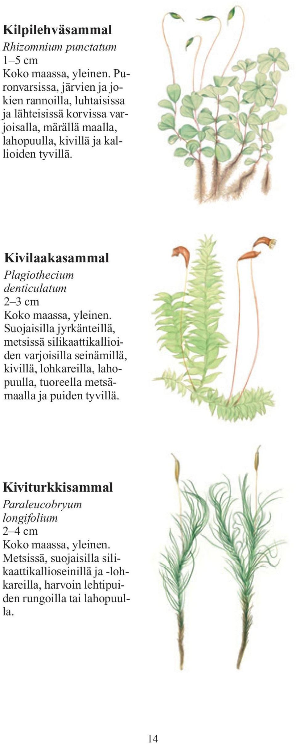 Kivilaakasammal Plagiothecium denticulatum 2 3 cm Suojaisilla jyrkänteillä, metsissä silikaattikallioiden varjoisilla seinämillä, kivillä,