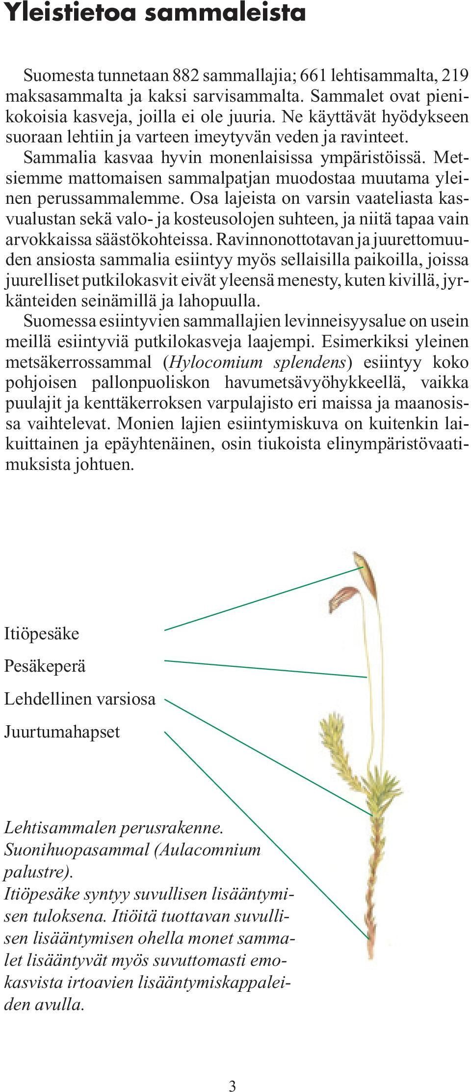 Metsiemme mattomaisen sammalpatjan muodostaa muutama yleinen perussammalemme.