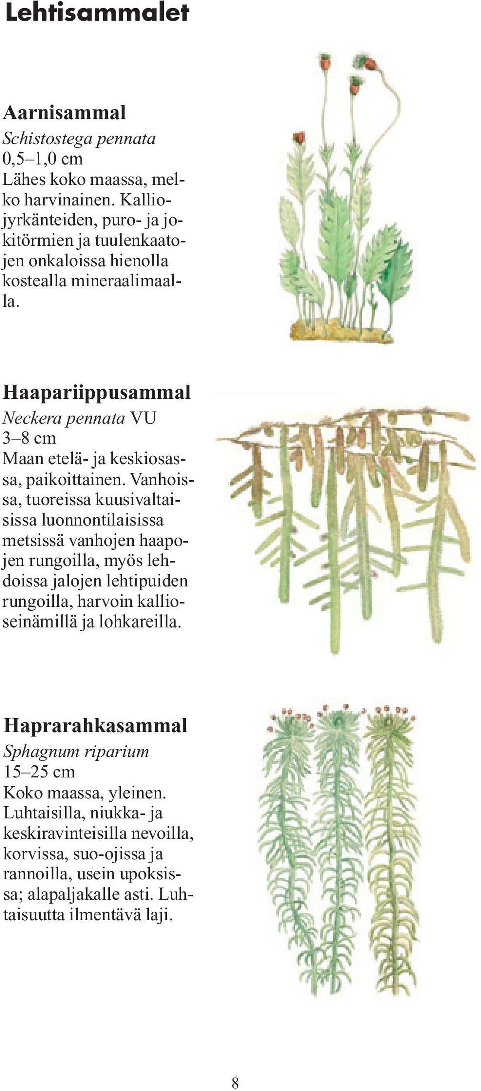 Haapariippusammal Neckera pennata VU 3 8 cm Maan etelä- ja keskiosassa, paikoittainen.