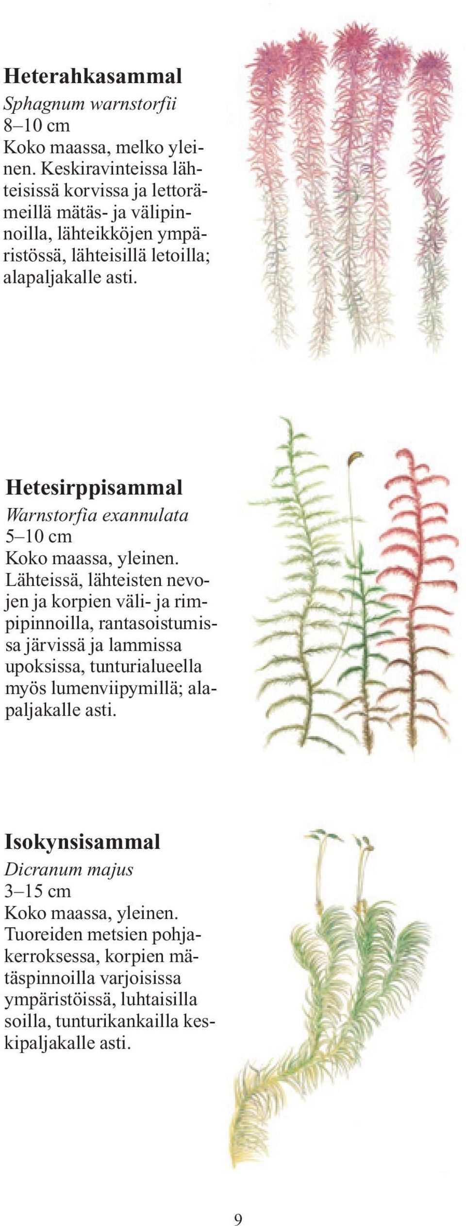 Hetesirppisammal Warnstorfia exannulata 5 10 cm Lähteissä, lähteisten nevojen ja korpien väli- ja rimpipinnoilla, rantasoistumissa järvissä ja lammissa