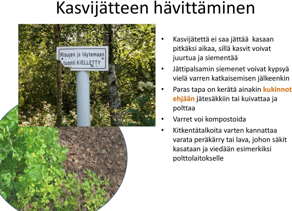 kerätä ainakin kukinnot ehjään jätesäkkiin tai kuivattaa ja polttaa Varret voi kompostoida