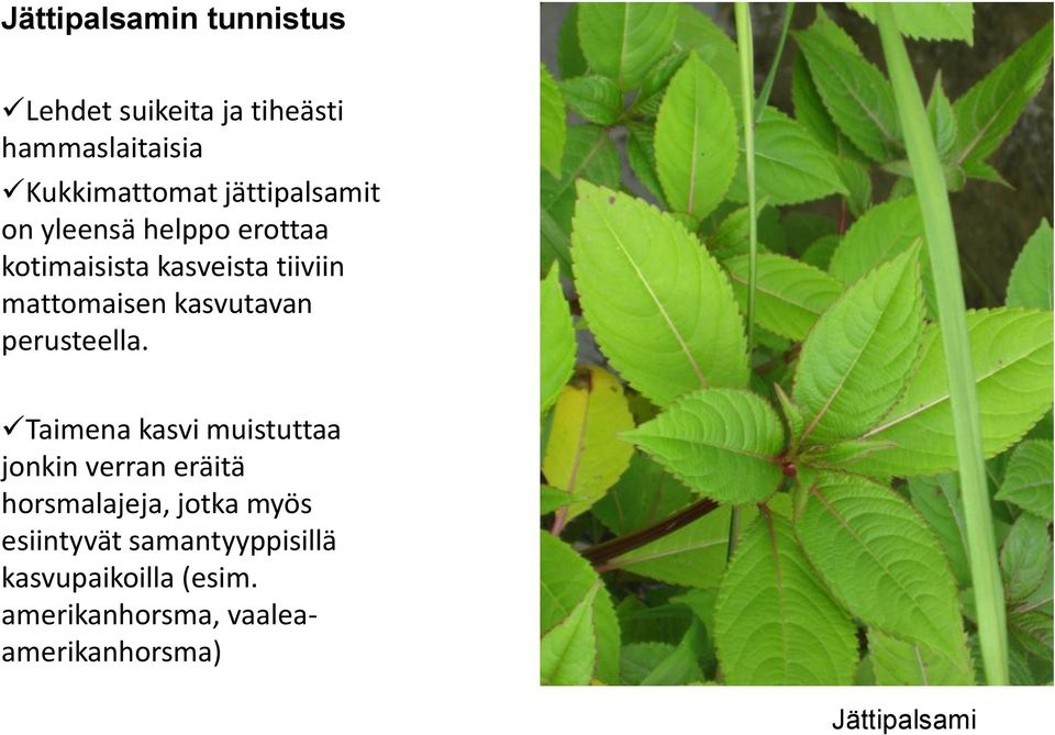 kasvutavan perusteella.