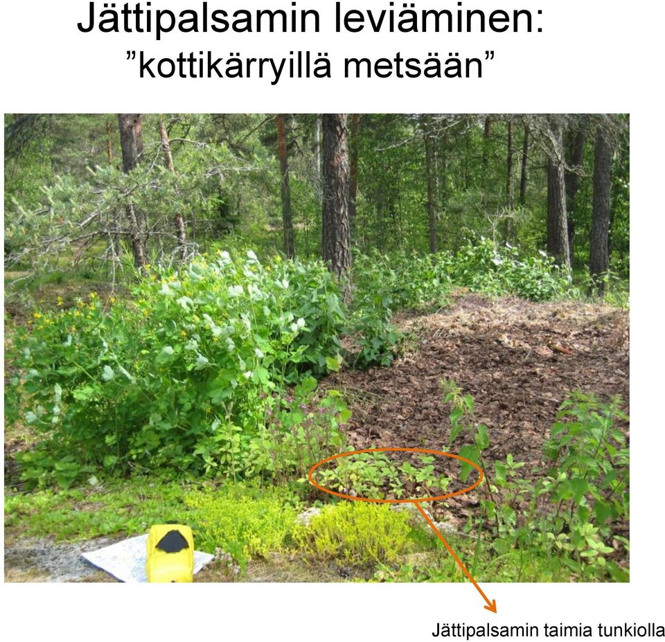 kottikärryillä