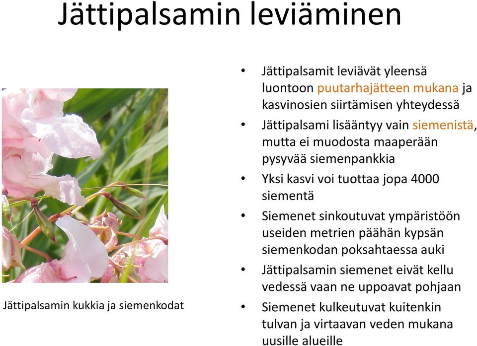 kasvi voi tuottaa jopa 4000 siementä Siemenet sinkoutuvat ympäristöön useiden metrien päähän kypsän siemenkodan poksahtaessa auki