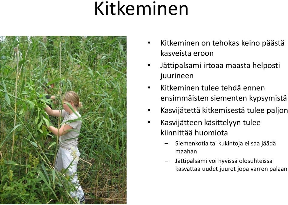 kitkemisestä tulee paljon Kasvijätteen käsittelyyn tulee kiinnittää huomiota Siemenkotia tai