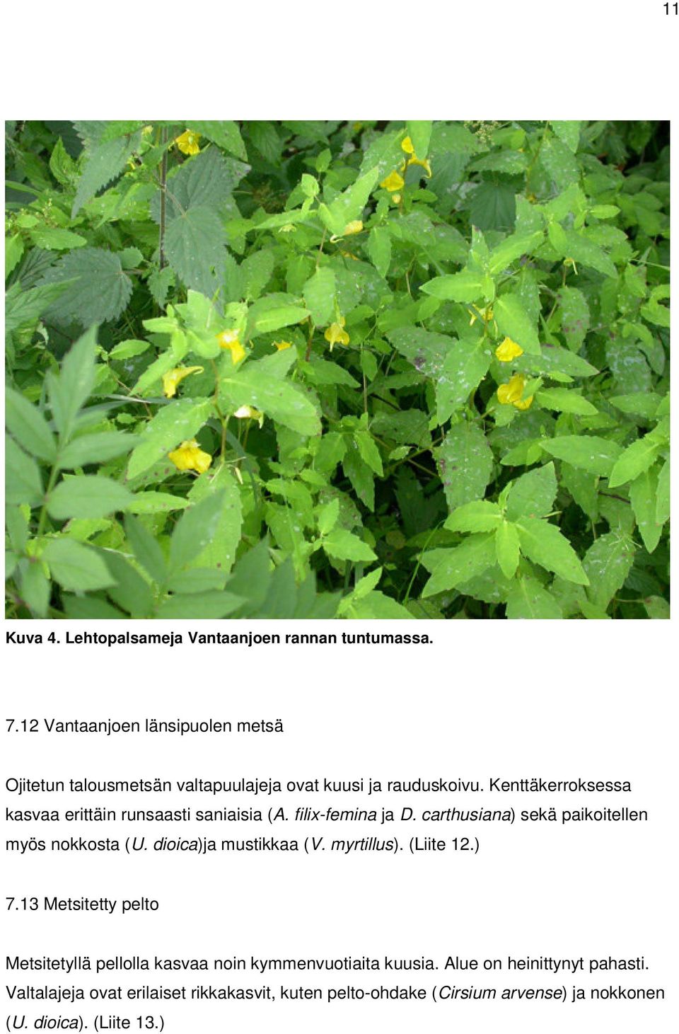 Kenttäkerroksessa kasvaa erittäin runsaasti saniaisia (A. filix-femina ja D. carthusiana) sekä paikoitellen myös nokkosta (U.