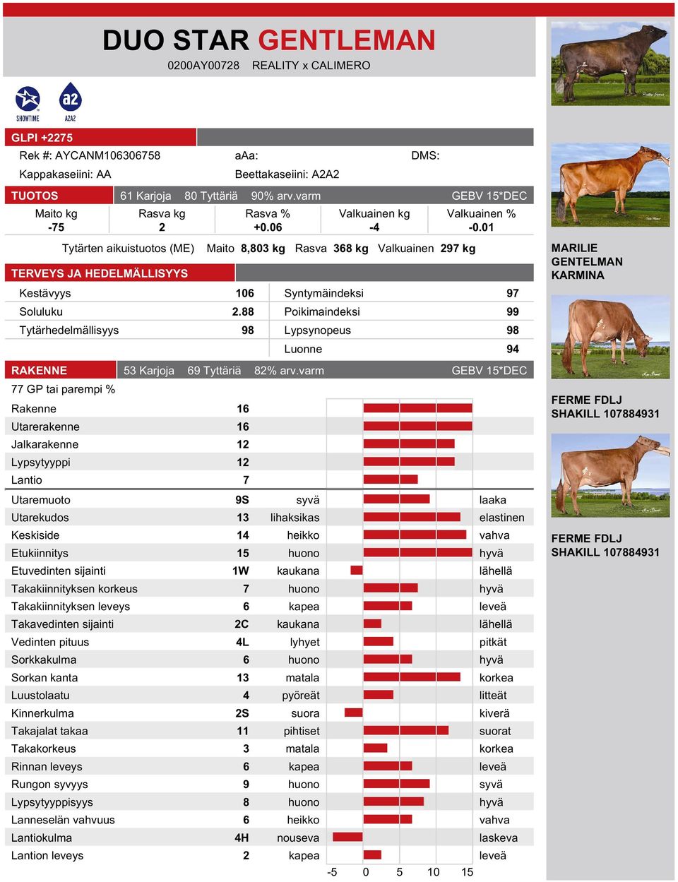 88 Poikimaindeksi 99 Tytärhedelmällisyys 98 Lypsynopeus 98 Luonne 94 MARILIE GENTELMAN KARMINA RAKENNE 53 Karjoja 69 Tyttäriä 82% arv.