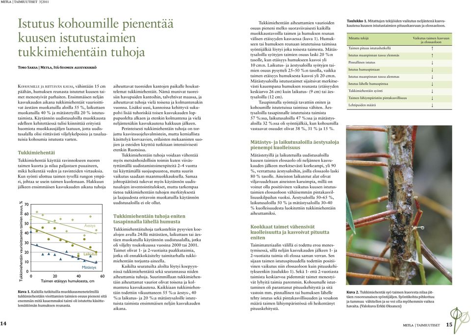 Ensimmäisen neljän kasvukauden aikana tukkimiehentäit vaurioittivat äestäen muokatuilla aloilla 55 %, laikuttaen muokatuilla 40 % ja mätästetyillä 20 % istutustaimista.